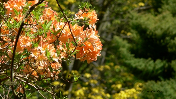 Bois des Moutiers (221) Mai 2012